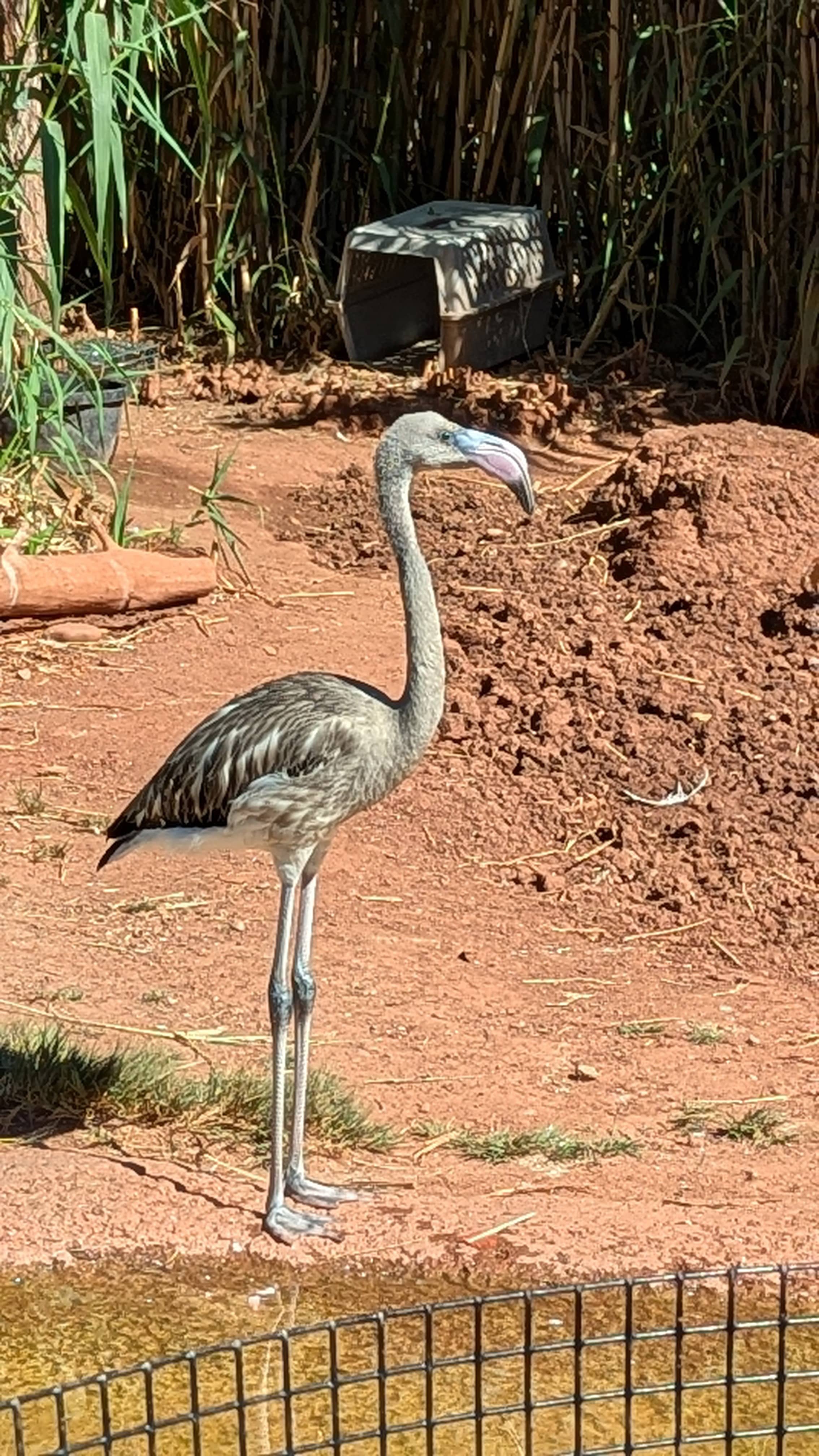 Family at the Albuquerque Zoo